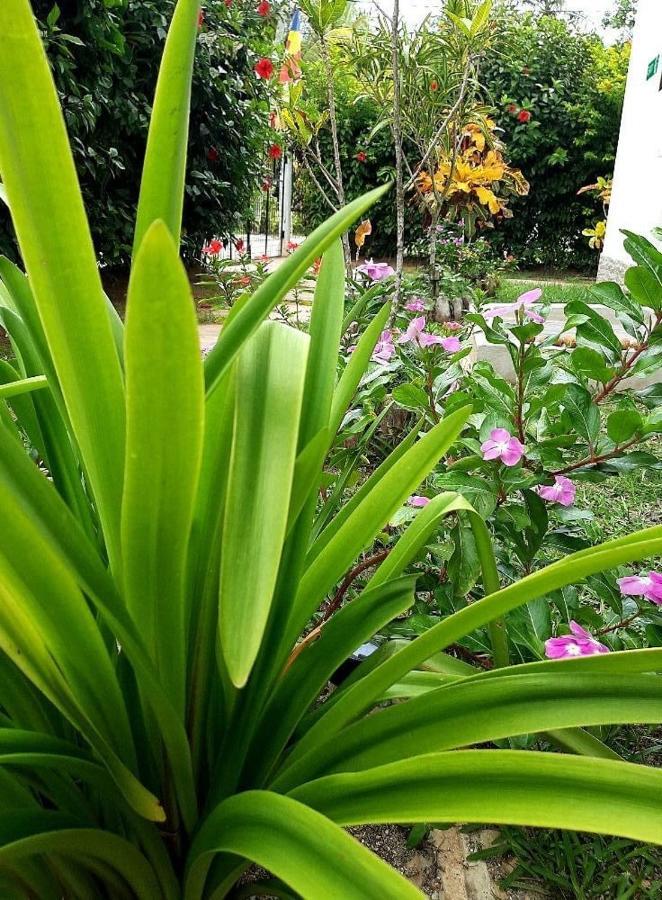 La Source Self Catering Hotel La Digue Kültér fotó